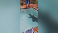 Krokodyl w domowym basenie. Przerażona rodzina wezwała pomoc