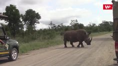 Nosorożec atakuje samochody. Przerażające nagranie świadka