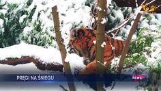 Tygrysica bawi się w śniegu. Nagranie z Wrocławia