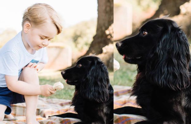 "Skandal" w Pałacu Buckingham: 3-letni książę Jerzy karmił psa lodami