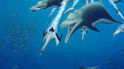 Delfin Ankylorhiza tiedemani. Zbadali szkielet prehistorycznego giganta
