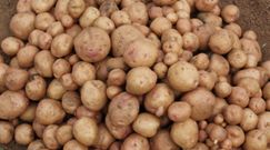 Nowy gatunek ziemniaka. Pomoże milionom rolników