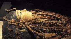 Tajemnica nieotwieranej 3 tys. lat egipskiej mumii. Archeolog o niezwykłym odkryciu