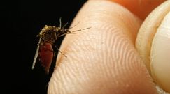 Komary przyniosą choroby. Powód: globalne ocieplenie