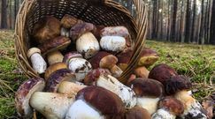 Jesienne grzyby. Znajdziesz je w polskim lesie