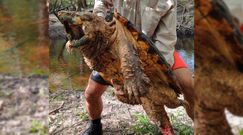 Żółw sępi. W rzece na Florydzie złapali nowy gatunek gada