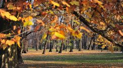 Jaka pogoda na przełomie października i listopada? Ekspert z IMGW podaje prognozę długoterminową