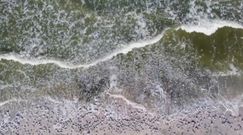 Inwazja meduz na Krymie. Plaże opustoszały przez ryzyko groźnego poparzenia