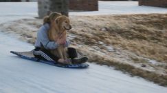 Pies na desce na śniegu. Zabawne nagranie z USA