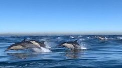 Tysiące delfinów u wybrzeży Kalifornii. Niesamowite nagranie świadka