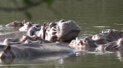 Hipopotamy Pablo Escobara. Zagrażają ekosystemowi Kolumbii