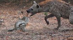 Pyton i hiena kontra młoda impala. Uczestnicy safari nagrali przerażający pokaz siły
