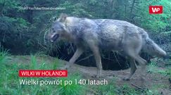 Wilki wróciły do Holandii. Rolnicy obawiają się ataków