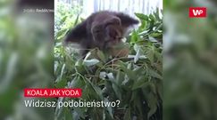 Koala jak mistrz Yoda