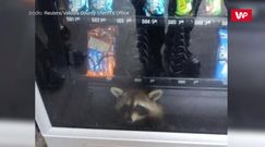 Szop wkradł się do automatu