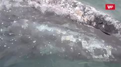 Ciekawskie wieloryby. Niesamowite nagranie