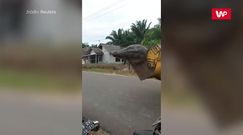 Przerażający krokodyl gigant. Mieszkańcy byli pewni, że to demon z piekła