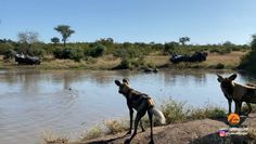 Polowanie watahy likaonów na impalę. Niezwykłe nagranie z safari w RPA