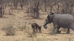 Słoń kontra bawół. Przerażające nagranie z safari