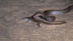 Jaszczurka kontra jadowity wąż. Niezwykłe nagranie z safari