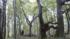 Niezwykłe drzewa na szczycie Bieszczad. Nagranie z Nadleśnictwa Baligród