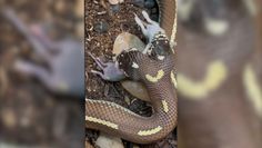 Dwugłowy wąż zjada dwie myszy jednocześnie. Szokujące nagranie z USA
