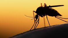 Dlaczego skóra swędzi po ukąszeniu komara? 