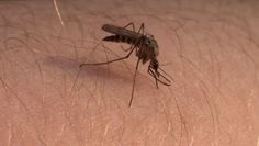 Zapachy – najlepsza broń na komary