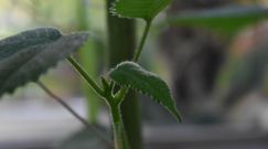 Roślina z jadem jak u skorpiona. Naukowcy szukają na nią antidotum