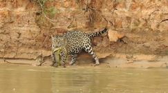 Wąż kontra jaguar. Niesamowite spotkanie na brzegu brazylijskiej rzeki
