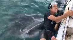 Rekin wielorybi w akcji. Gigantyczna ryba chciała "połknąć" nurka