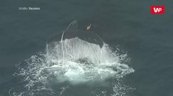 Na ratunek wielorybowi. Akcja w Australii
