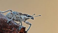 Plaga owadów nad Bałtykiem. Ekspertka wyjaśnia