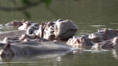 Hipopotamy Pablo Escobara. Zagrażają ekosystemowi Kolumbii