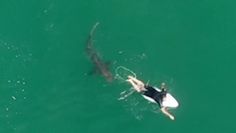 Surfer uchodzi cało z ataku rekina. Nagranie z drona z Australii