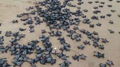 Miliony żółwi na plaży. Efekt koronawirusa