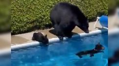 Niedźwiedzie w basenie. Zaskakujące nagranie z Kanady