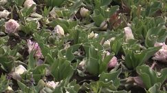 Tulipany ''ofiarami'' koronawirusa
