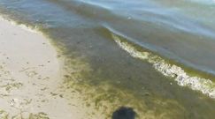 Sinice w Bałtyku. Woda na miejskiej plaży w Gdyni zrobiła się zielona