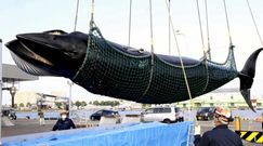 Japońscy rybacy złowili wieloryba, który mierzył 7,6 m