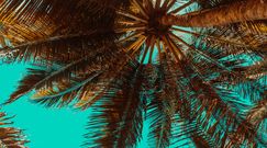 Palmy wyrosły z nasion sprzed 2000 lat. To pierwszy taki przypadek