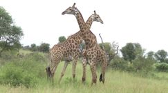 Walka żyraf. Zaskakujące nagranie z RPA