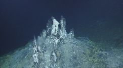 Odkrycie na dnie oceanu. Naukowcy o tajemniczych formach życia