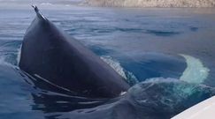 Oko w oko z morskim gigantami. Bliskie spotkanie ze stadem humbaków na Grenlandii