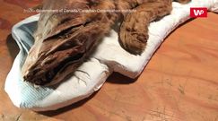 Szczenię wilka wyciągnięte z wiecznej zmarzliny. Ma ok. 50 tys. lat