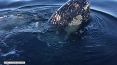 Wieloryby przyłączyły się do rodzinnej wycieczki łódką