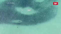 Pływali z rekinami. Nagranie dronem z australijskiej plaży
