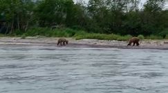 Grzegorz Krychowiak obcuje z dziki niedźwiedziami na Kamczatce