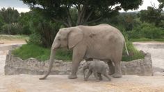Słonie afrykańskie. Dwa maluchy zagrożonego gatunku urodziły się w zoo w Meksyku
