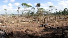 Pandemia z lasu deszczowego. Ekolog ostrzega